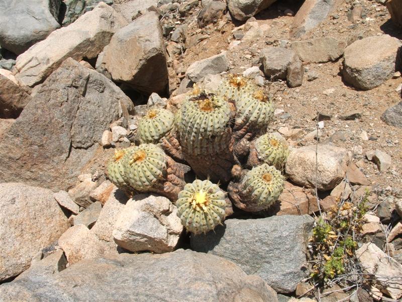 Copiapoa cinerea ssp. haseltoniana f. tenebrosa 