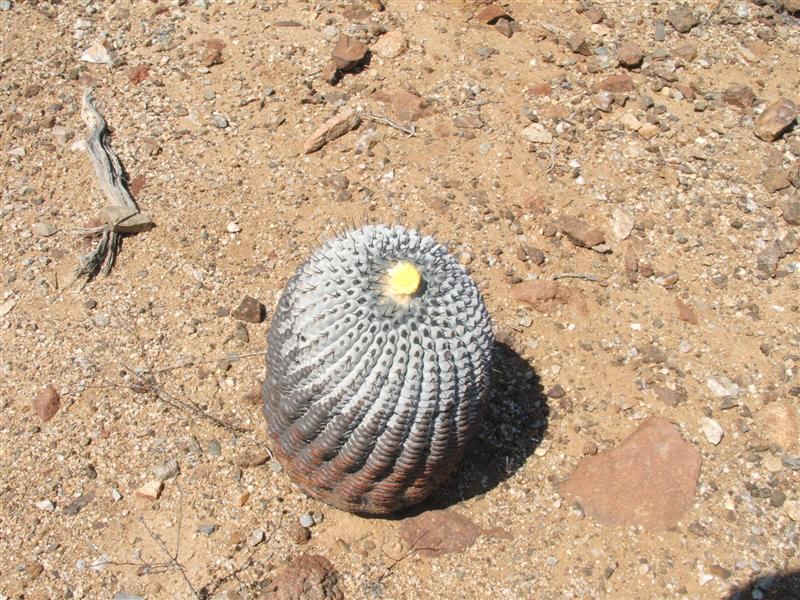 Copiapoa columna-alba 