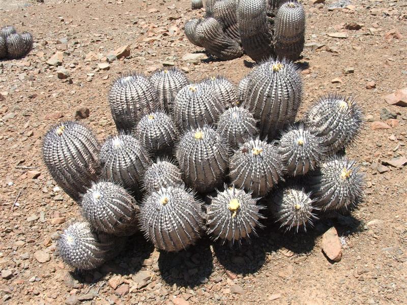 Copiapoa cinerea 