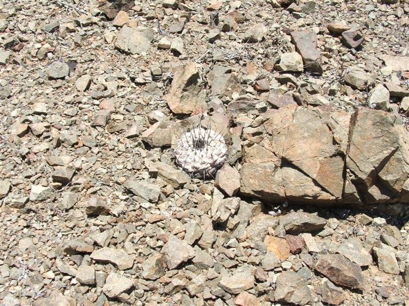 Copiapoa cinerea 