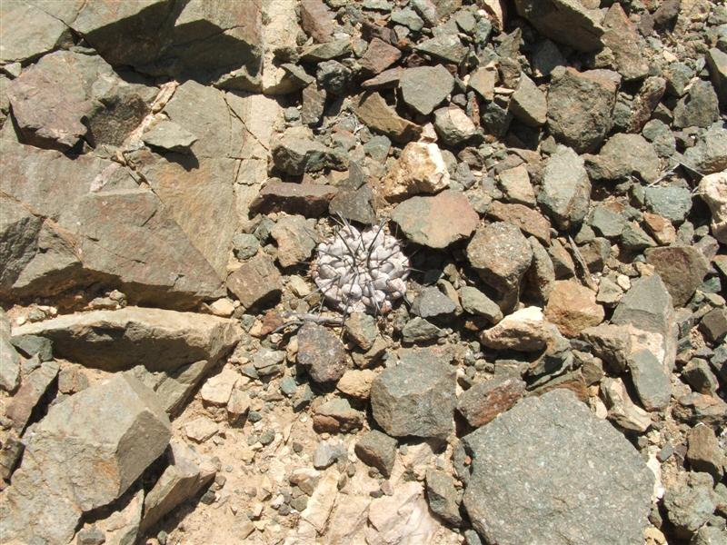 Copiapoa cinerea 