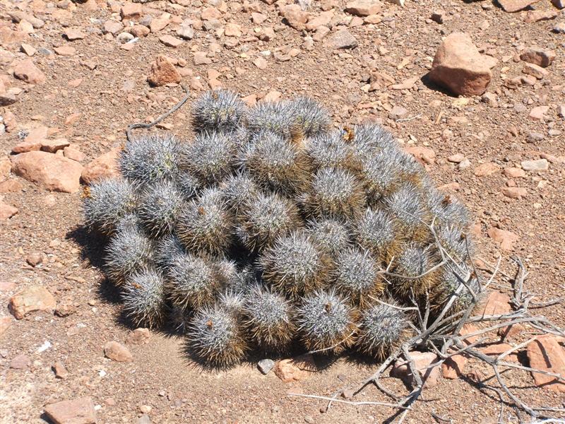Copiapoa rupestris ssp. desertorum 