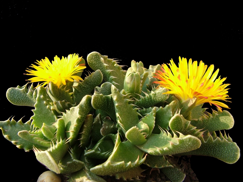 Faucaria tigrina 