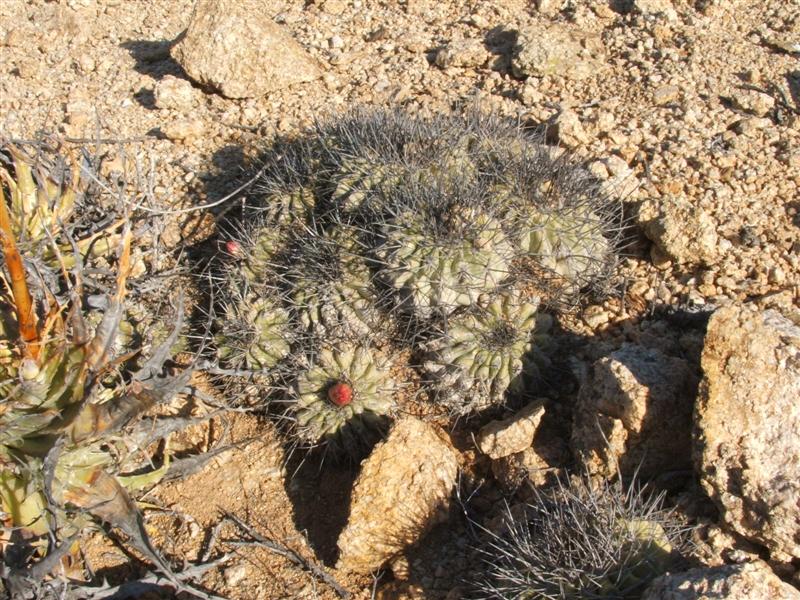 Copiapoa grandiflora 