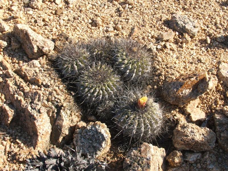 Copiapoa grandiflora 