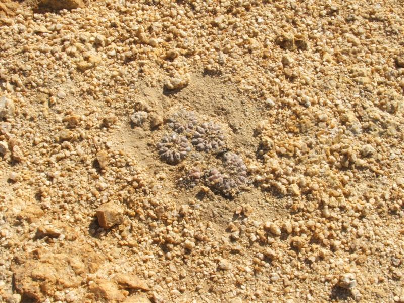 Copiapoa angustiflora 