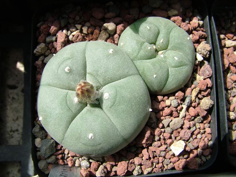 Lophophora williamsii 