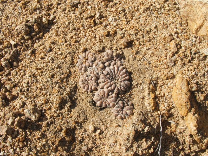 Copiapoa angustiflora 