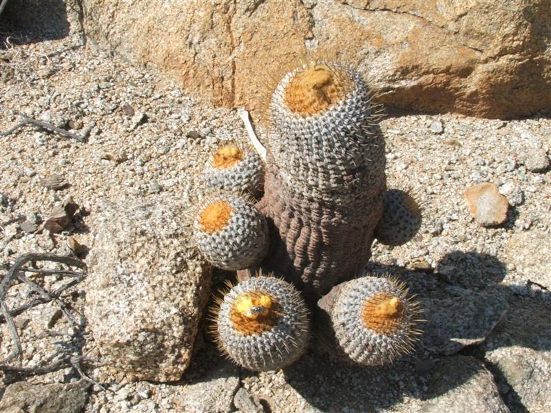 Copiapoa columna-alba 