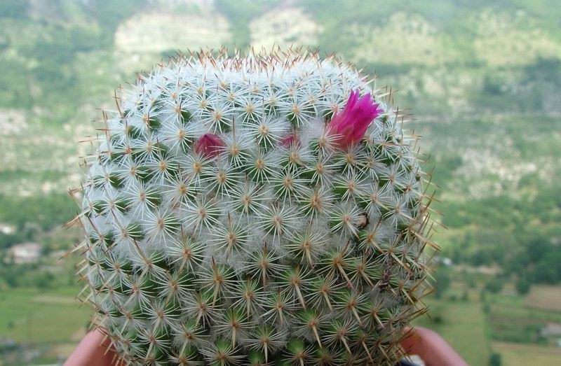 Mammillaria monticola 