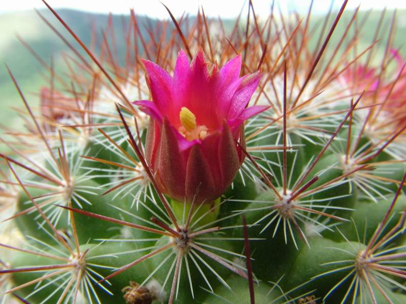 Mammillaria albrechtiana 