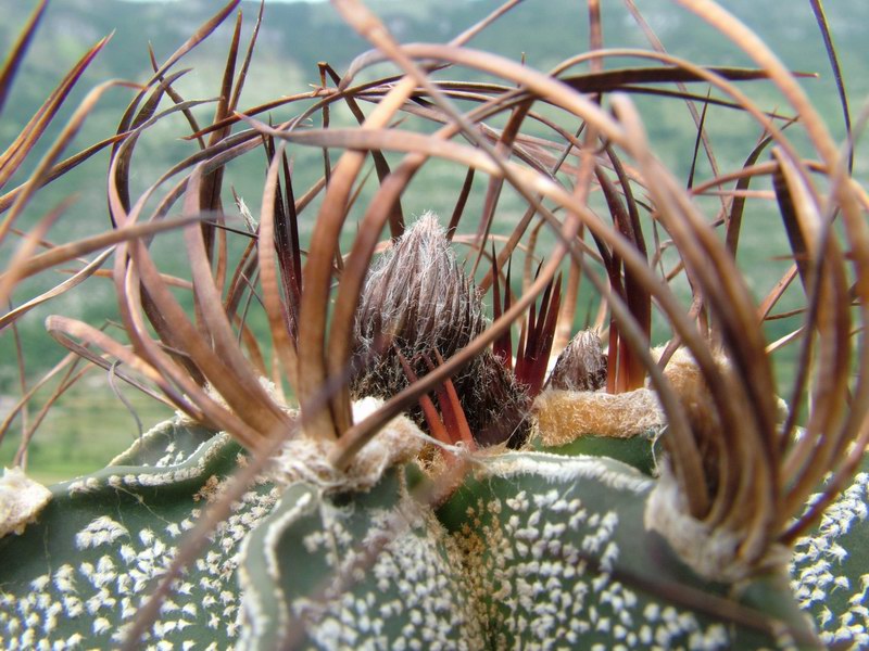 Astrophytum capricorne 