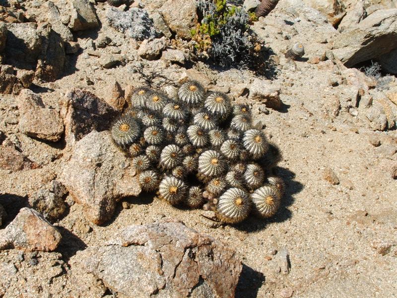 Copiapoa longistaminea 