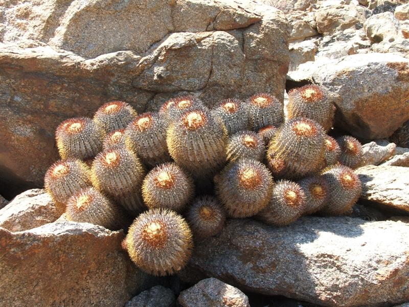 Copiapoa longistaminea 