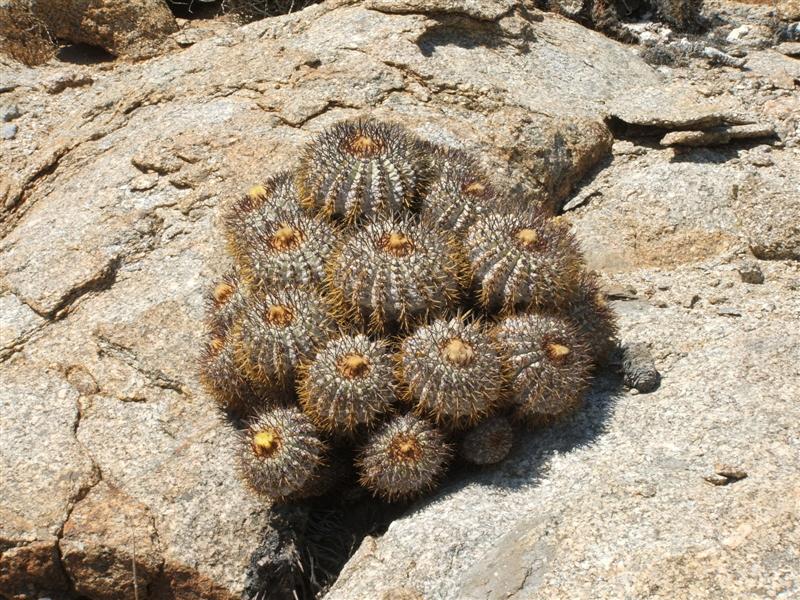 Copiapoa longistaminea 