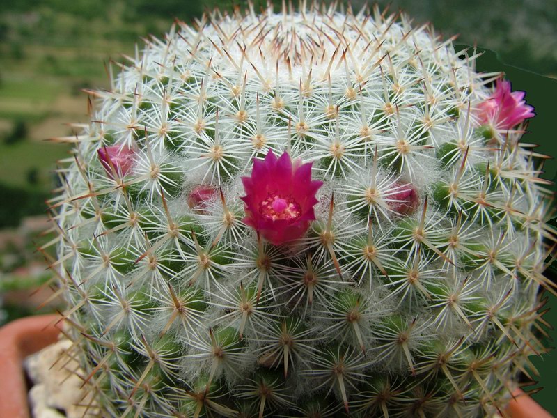 Mammillaria monticola 