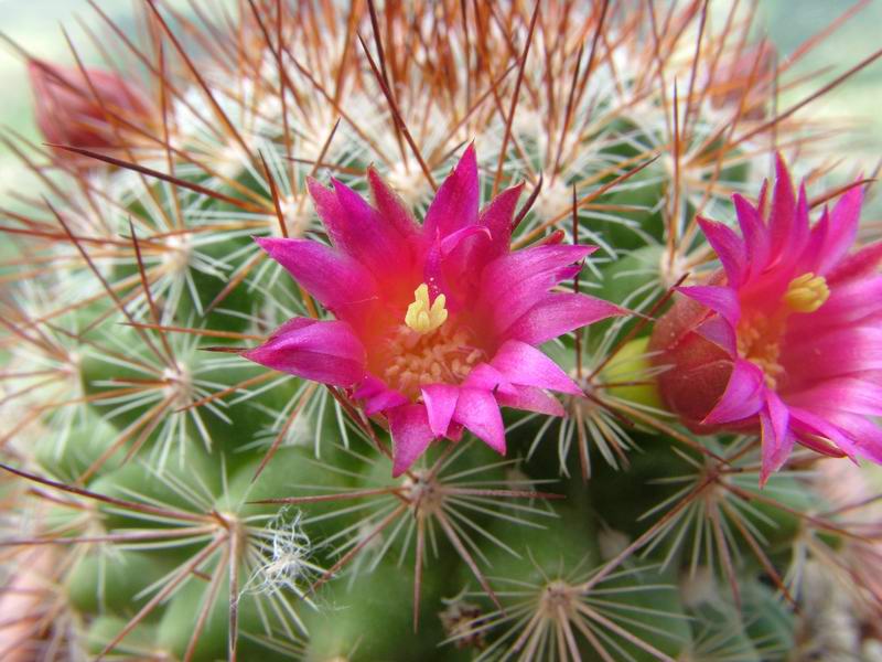 Mammillaria albrechtiana 