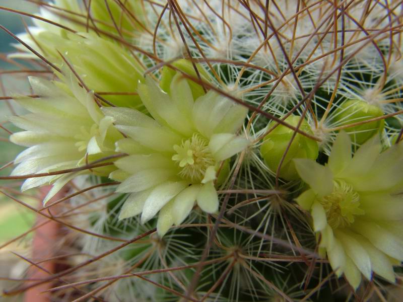 Mammillaria rekoi ssp. leptacantha "aureiflora" 