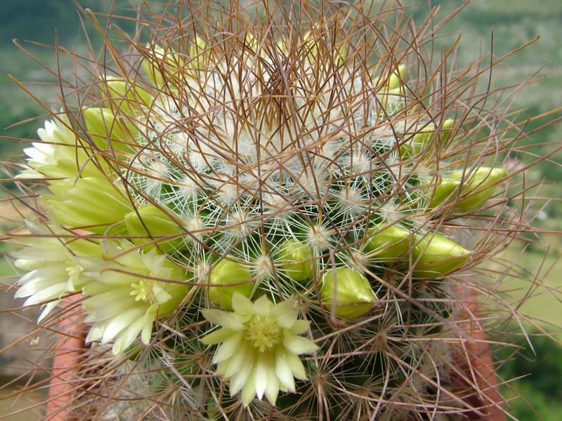 Mammillaria rekoi ssp. leptacantha "aureiflora" 