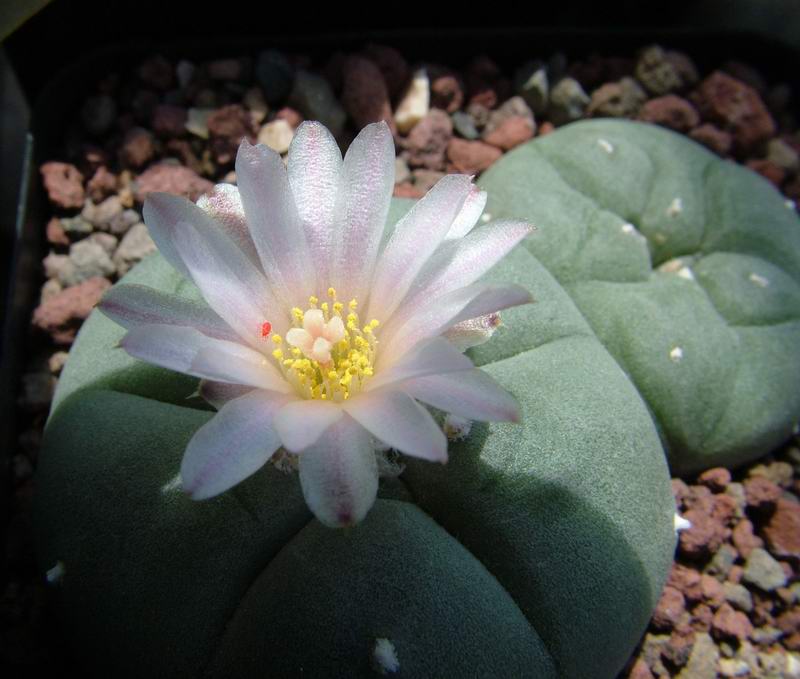 Lophophora williamsii 