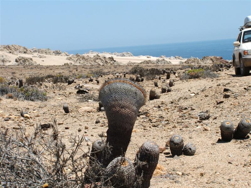 Copiapoa columna-alba 