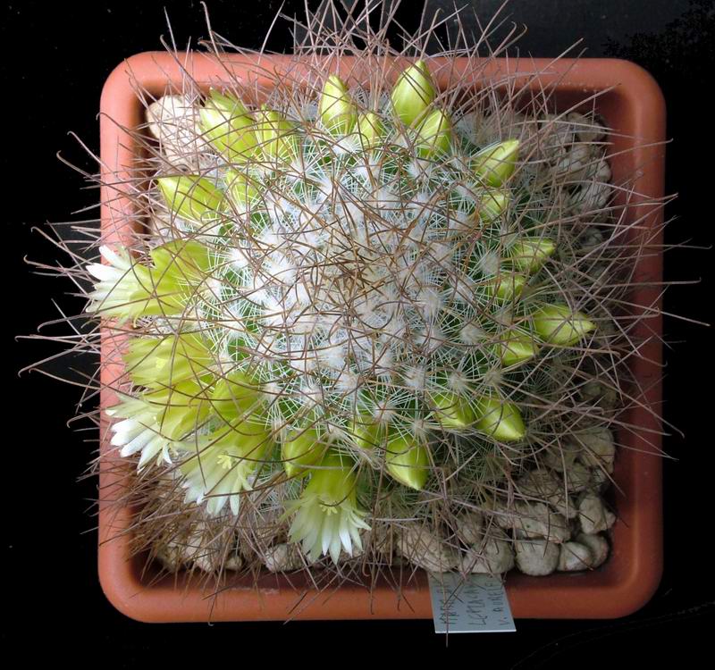 Mammillaria rekoi ssp. leptacantha "aureiflora" 