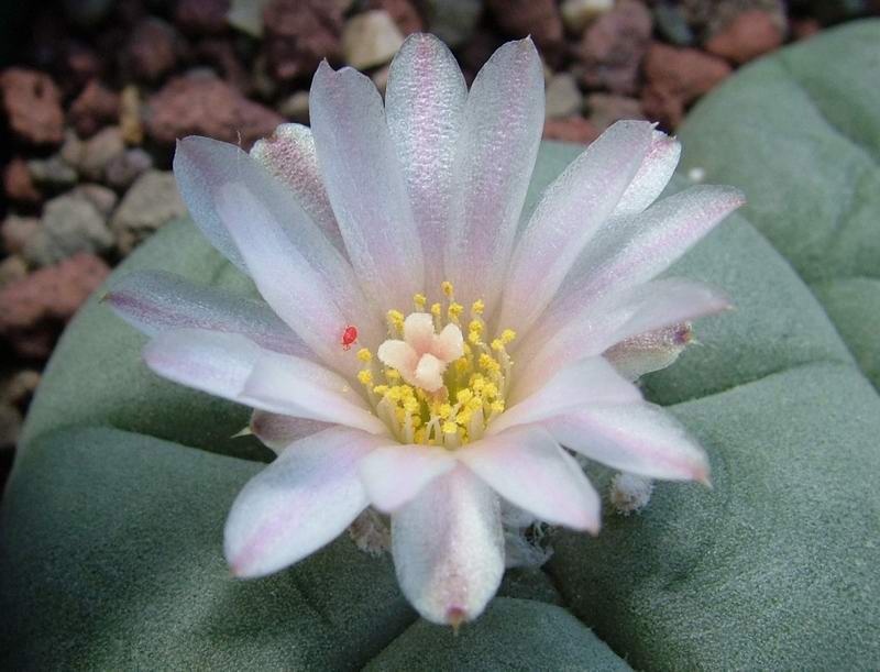 Lophophora williamsii 