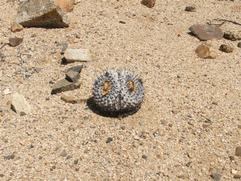 Copiapoa columna-alba 