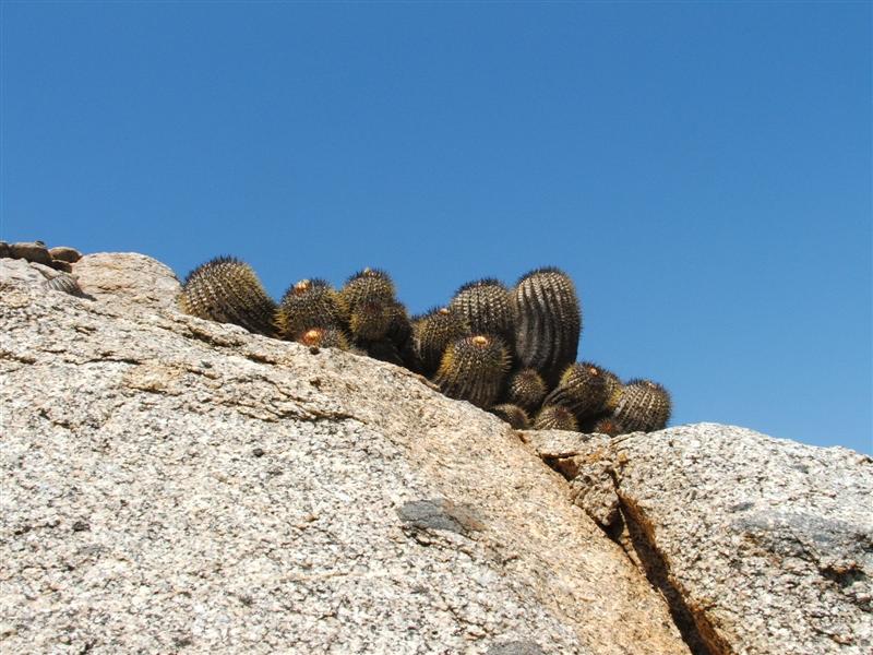 Copiapoa longistaminea 