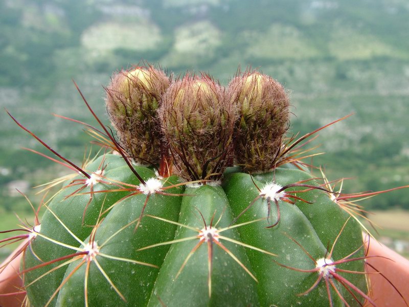 Parodia ottonis 