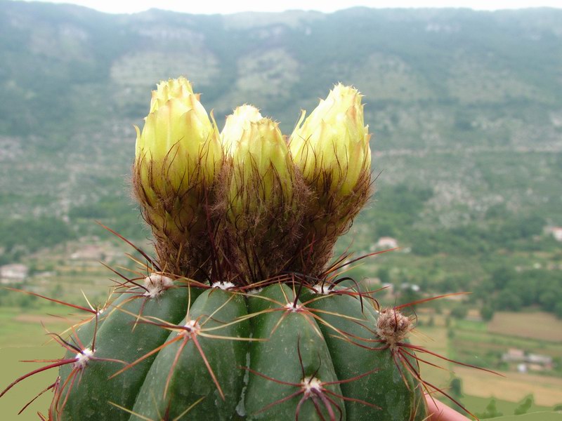 Parodia ottonis 