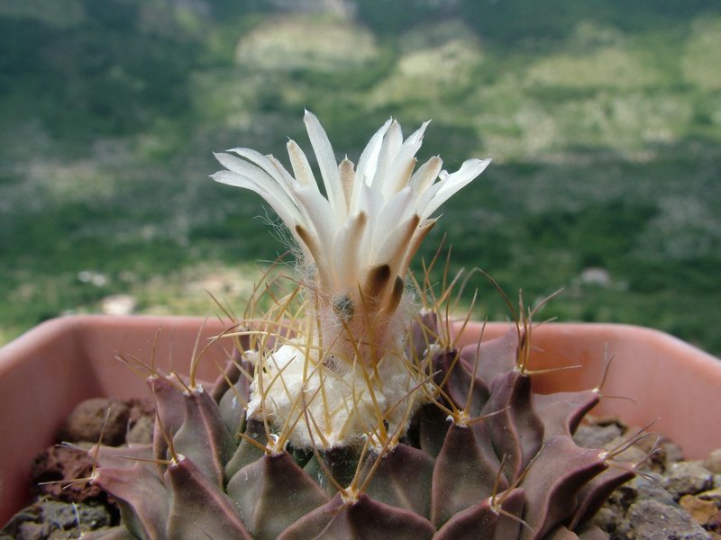 Obregonia denegrii 