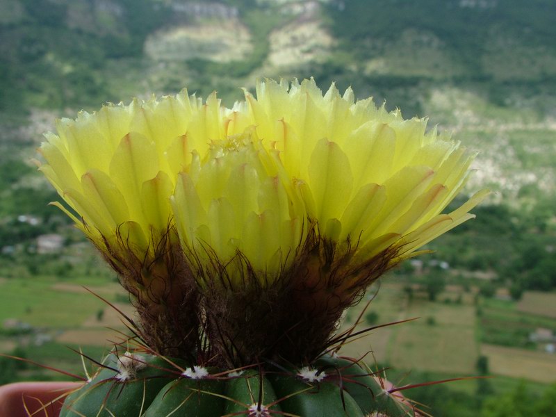 Parodia ottonis 