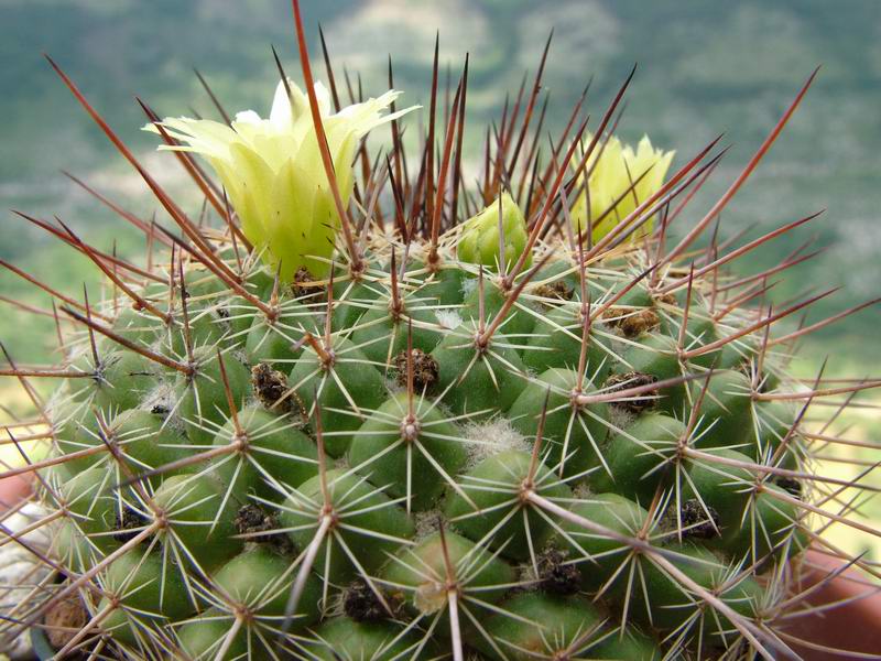 Mammillaria lindsayi 