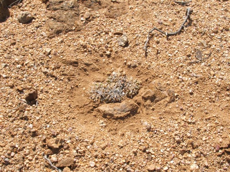 Copiapoa esmeraldana 