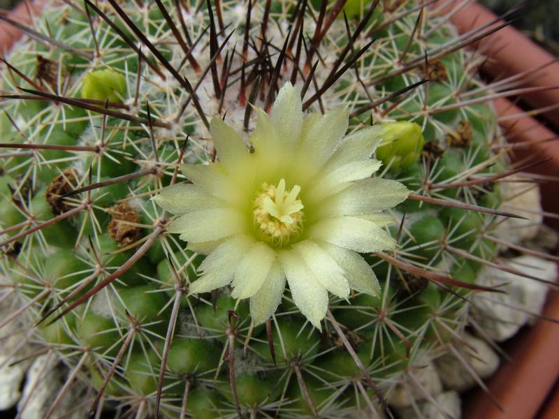 Mammillaria lindsayi 