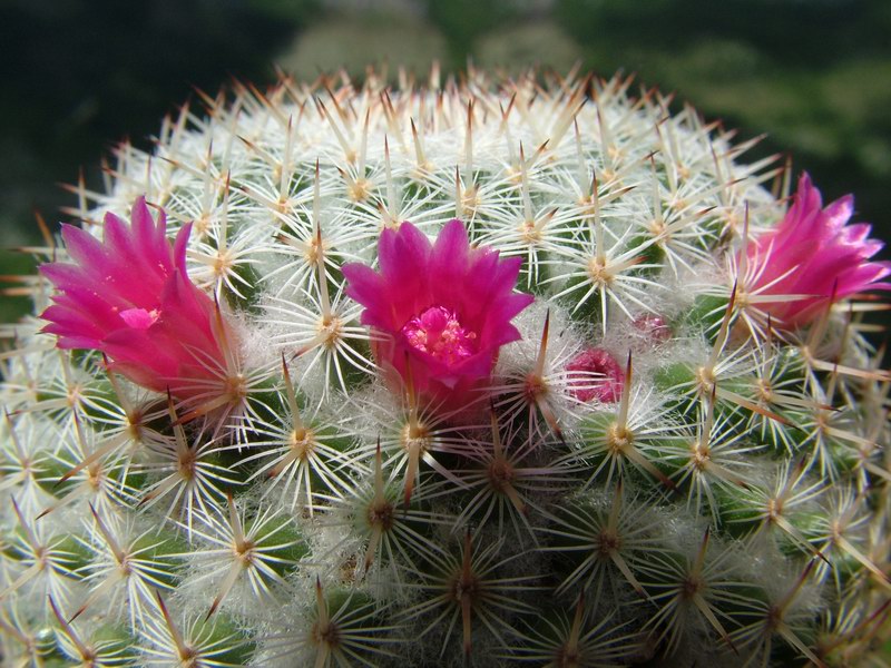 Mammillaria monticola 