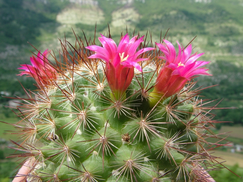 Mammillaria albrechtiana 