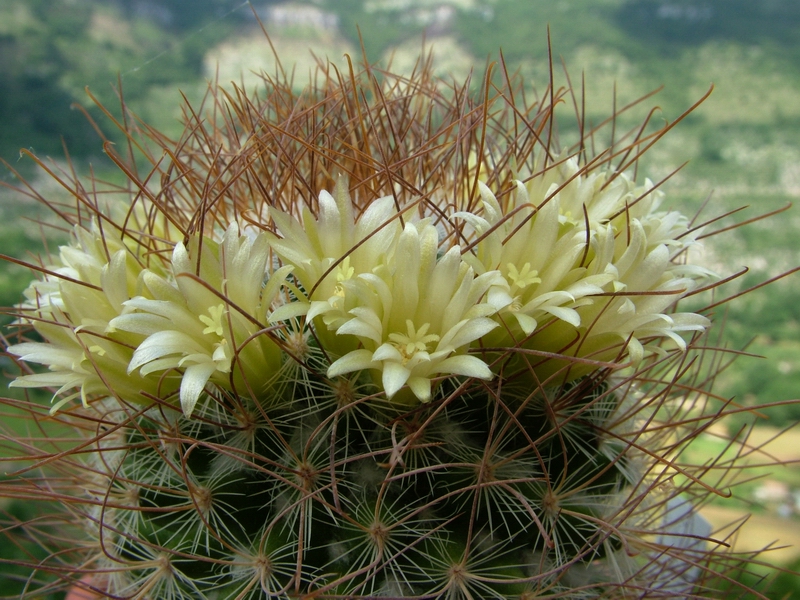 Mammillaria rekoi ssp. leptacantha "aureiflora" 