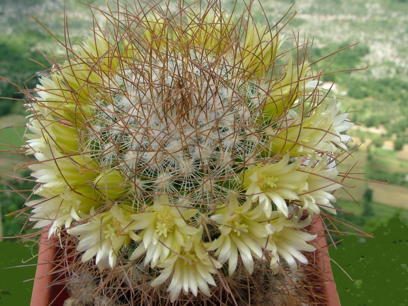 Mammillaria rekoi ssp. leptacantha 