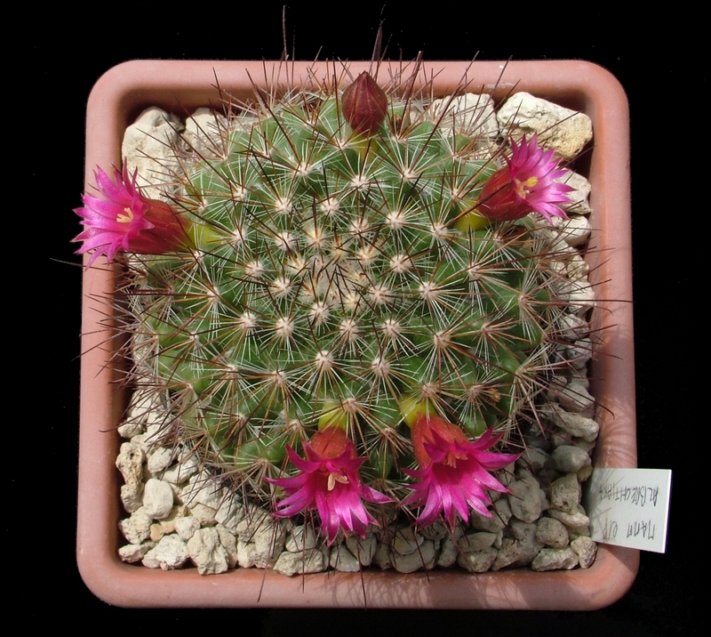 Mammillaria albrechtiana 