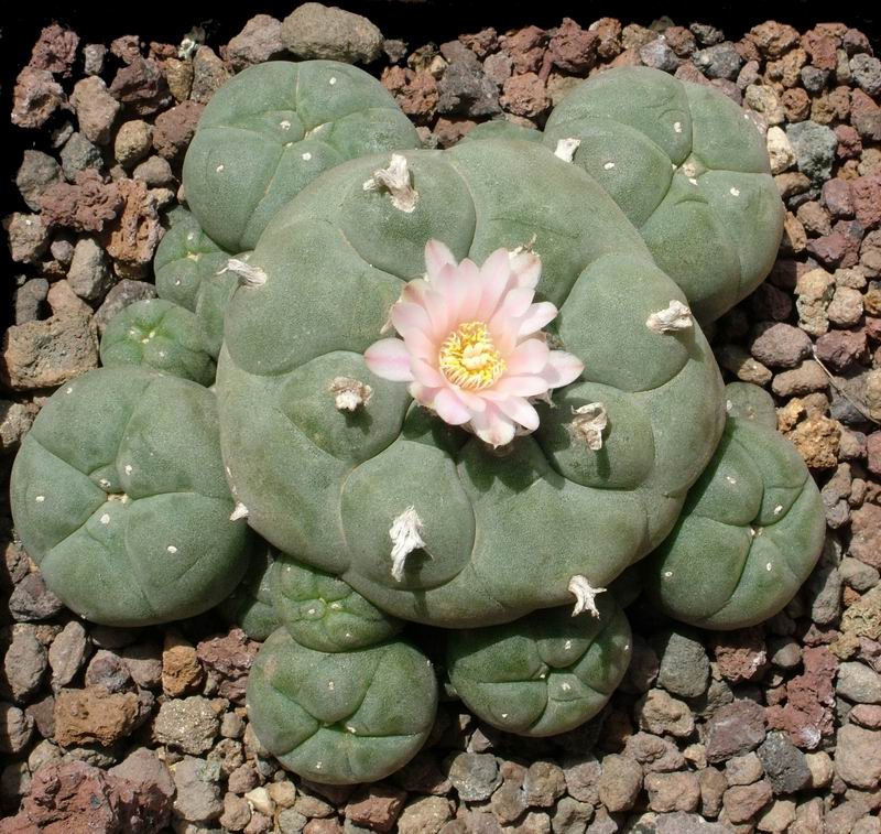 Lophophora williamsii 