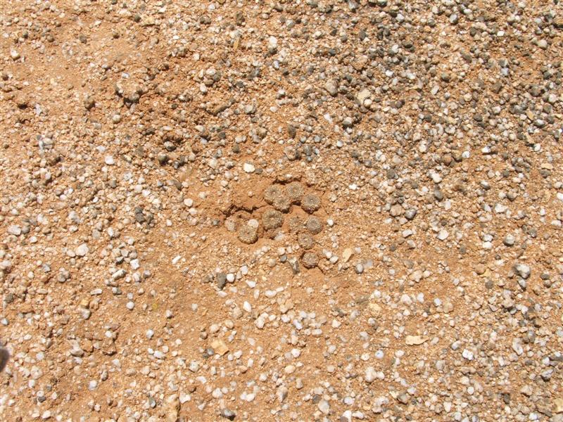 Copiapoa laui 