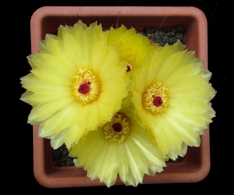 Parodia ottonis 