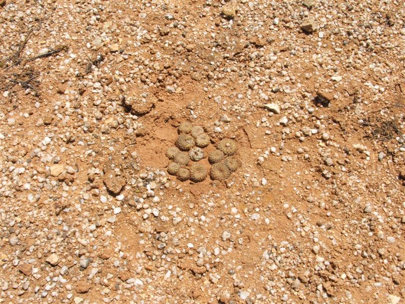 Copiapoa laui 