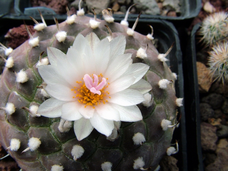 Turbinicarpus schwarzii 