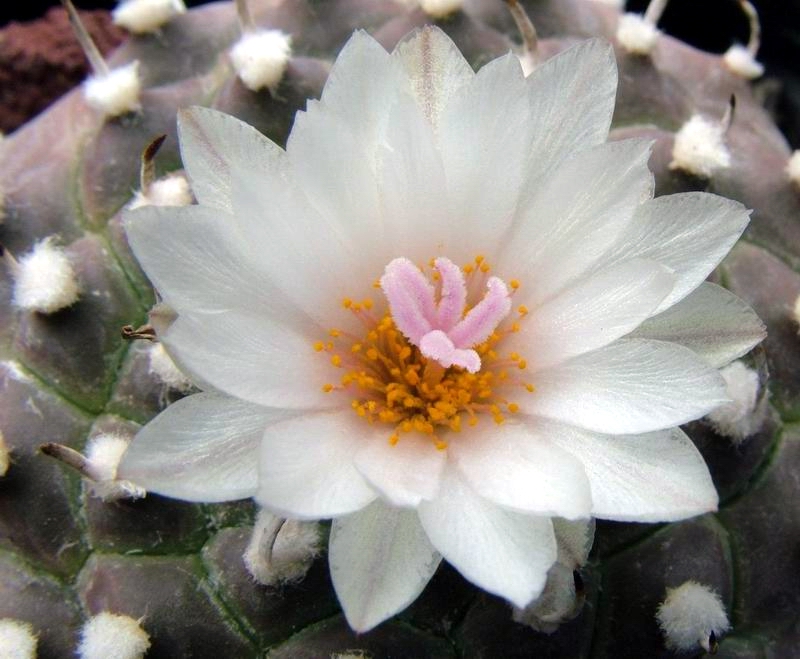 Turbinicarpus schwarzii 