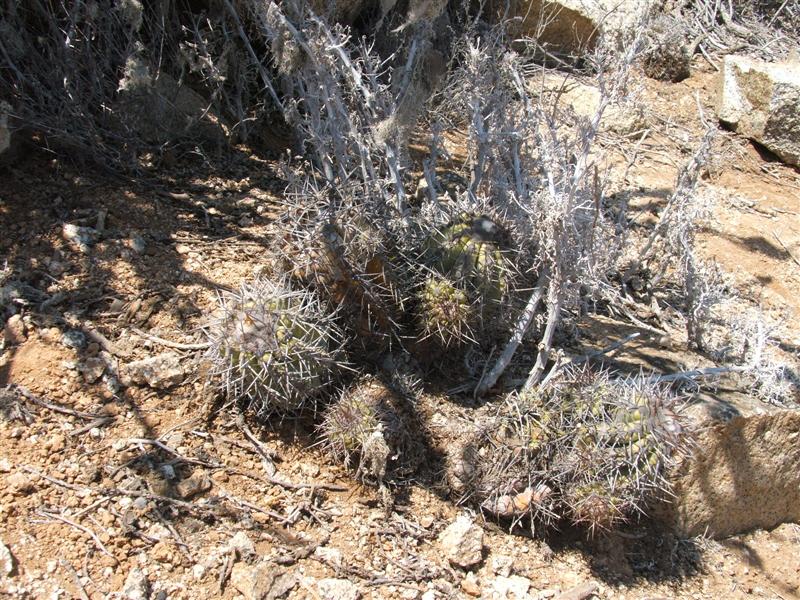 Copiapoa marginata v. bridgesii 