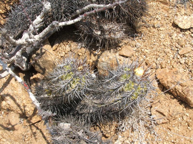 Copiapoa marginata v. bridgesii 