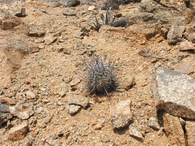 Copiapoa marginata v. bridgesii 